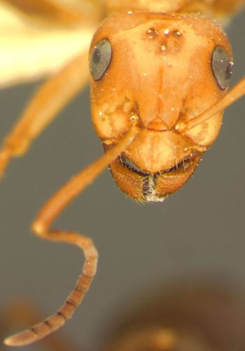 Media type: image;   Entomology 8882 Aspect: head frontal view